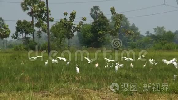 鸟儿在绿地上展翅视频