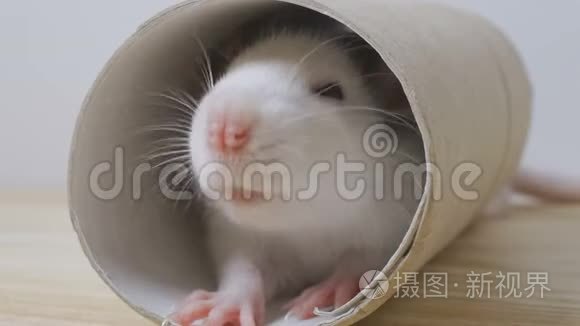 老鼠在圆洞里张望视频
