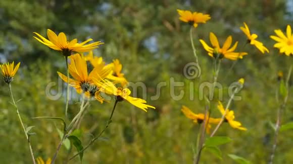 菊芋花 菊芋花视频大全 菊芋花视频合集 摄图新视界