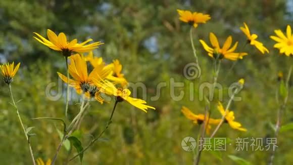 菊芋花 菊芋花视频大全 菊芋花视频合集 摄图新视界