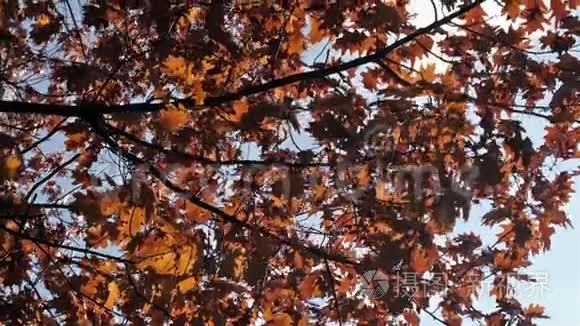 剪影的叶子绕回来。 金秋红叶镜头.. 秋天的叶子在风中飘扬。 移动的叶子绕着回来。