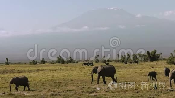 在肯尼亚的安博塞利，大象走过乞力马扎罗山