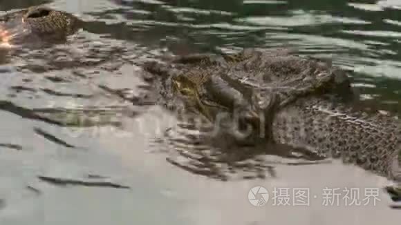 鳄鱼漂浮在黑暗的水里视频