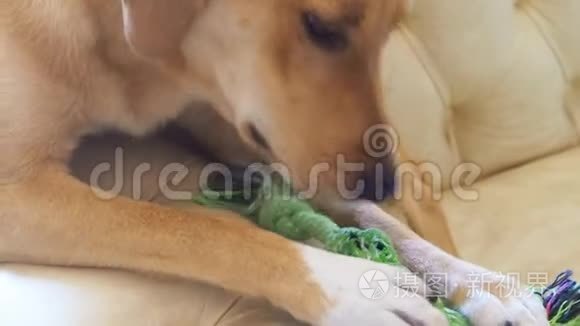 狗在皮沙发上嚼玩具视频