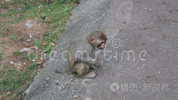 小猴子吃水果视频