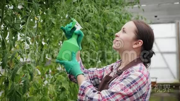 年轻女子正在温室里给植物喷水视频