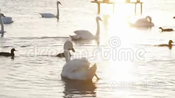 白色天鹅站在人工湖的岸边视频