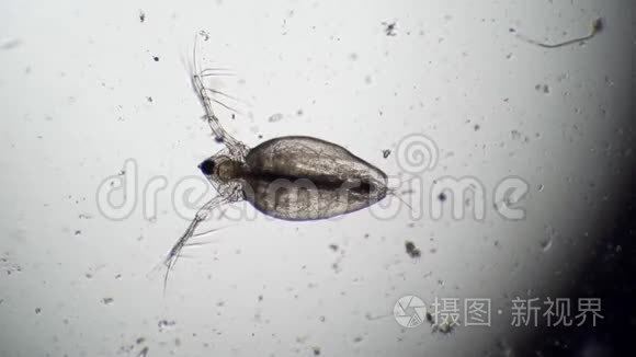 慢动作显微镜下活甲壳动物水蚤视频
