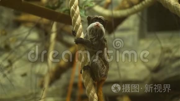 塔马林皇帝挂在绳子上视频