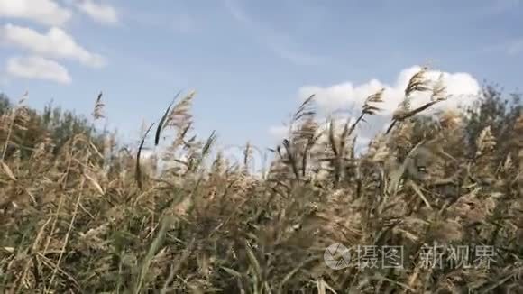 芦苇在风中摇曳