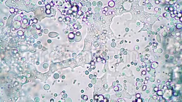 显微镜下乳酸菌培养过程中乳酸菌的亮团短视频