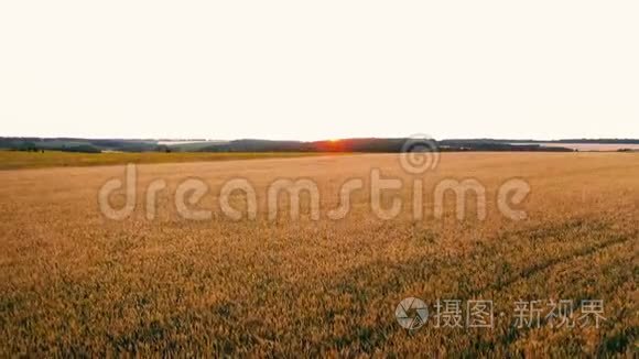 农业夏田景观视频