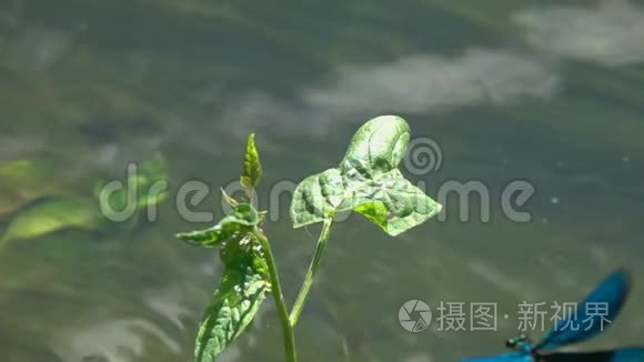 蜻蜓美丽的蓑羽/伞翼虫/在水流上慢动作特写