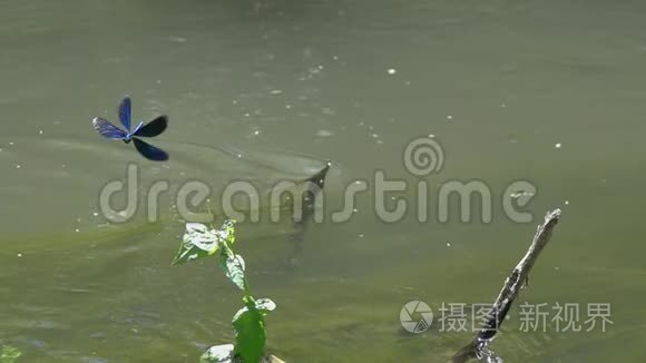 蜻蜓美丽的蓑羽/珊瑚虫/在水流上慢动作