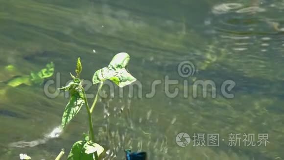 蜻蜓美丽的蓑羽/伞翼虫/在水流上慢动作特写