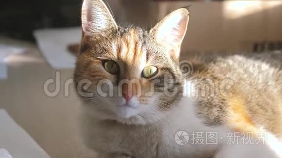 三色猫肖像脸趴在窗上轻落在脸上.. 宠物护理生活方式