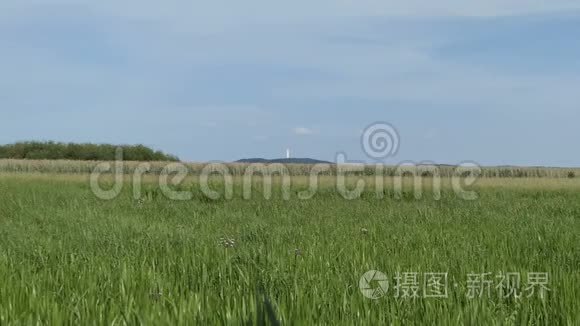 德国哈弗兰盖尔普湖沼泽的芦苇和鲜花。 莱茵诺镇电视塔背景