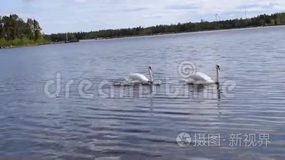 几只天鹅带着幼仔漂浮在水面上视频