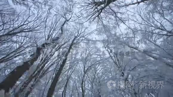 白雪森林