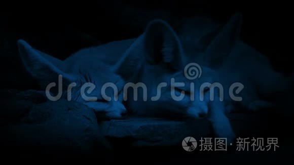 沙漠狐狸在登夜视频