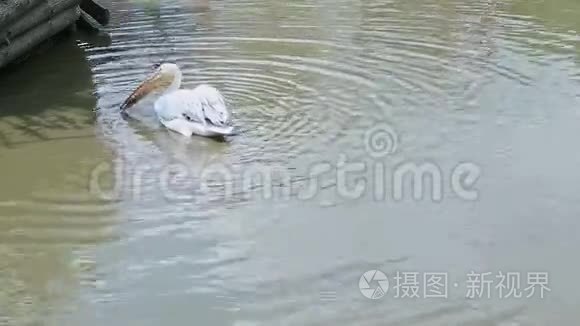 浅水湖野生白鹈鹕钓鱼全景图视频