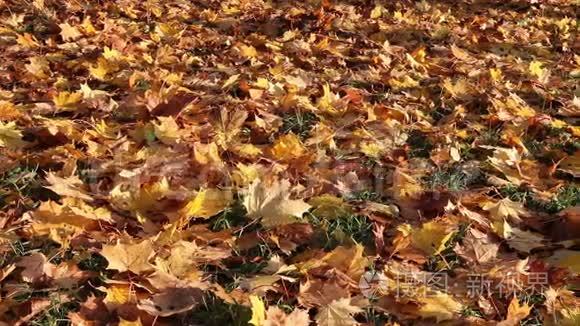 秋高气爽的枫叶飘落在地上视频