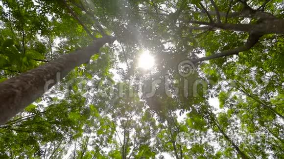 橡胶种植园顶部的全景图视频