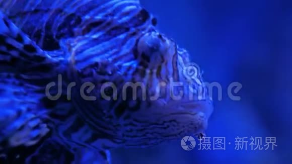 有毒刺的丑陋条纹狮子鱼。 蓝色灯光