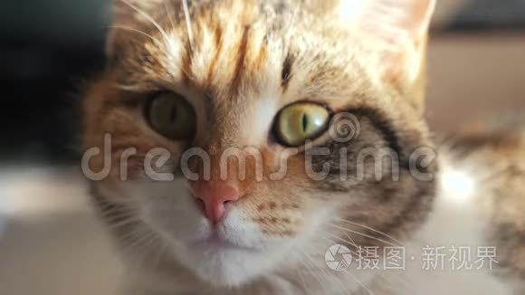 三色猫肖像脸趴在窗上轻落在脸上.. 宠物护理