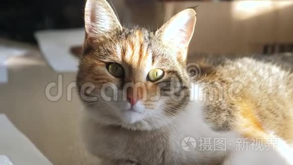 三色猫肖像脸趴在窗上轻落在脸上.. 宠物生活方式护理