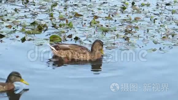 鸭子在河藻中游泳寻找食物