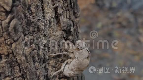 蝉壳蜕变成成虫后..