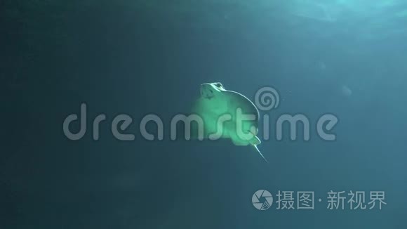 曼塔雷海洋生物视频