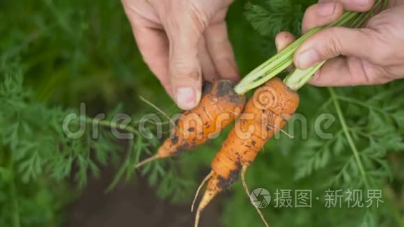 白色背景的罗勒和冰块冷饮视频