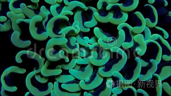 海流中的深薄荷绿锤珊瑚视频