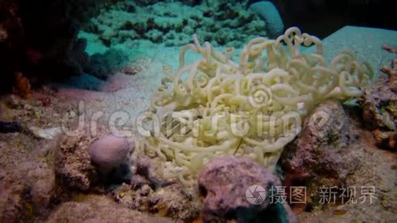 红海珊瑚礁附近海底的大型海葵视频