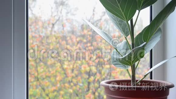 雨后窗台上的家用无花视频