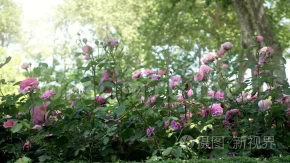 夏日花园里绿树成荫的美丽玫瑰视频