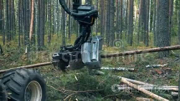 工作拖拉机在树林里砍树。