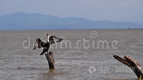 白色创造的科莫兰特，phalacrocoraxcarbo清醒，成人起飞，在飞行，巴林戈湖在肯尼亚，