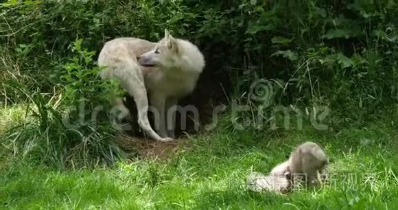 北极狼犬狼疮苔原，母亲和幼熊站在登入口，实时