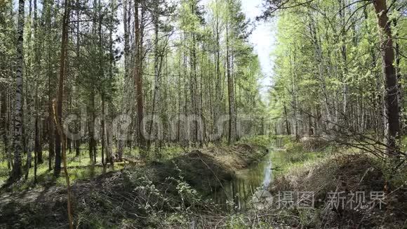 春天的森林小溪