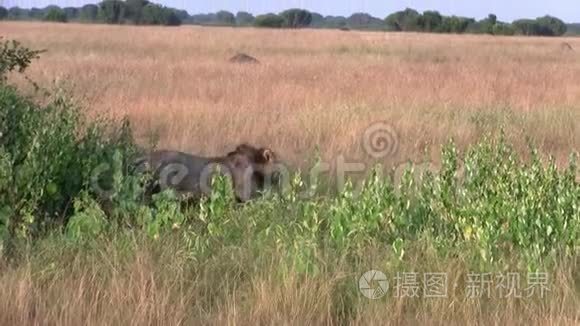 雄狮穿过高高的草地视频