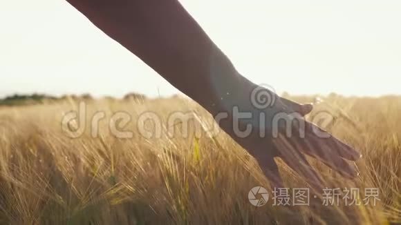 女人的农夫手在夕阳下的田野里轻轻地触摸金色的麦穗