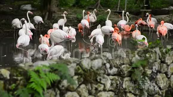 火烈鸟在人造池塘中享受日光浴视频