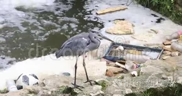 垃圾污染河流中的苍鹭视频