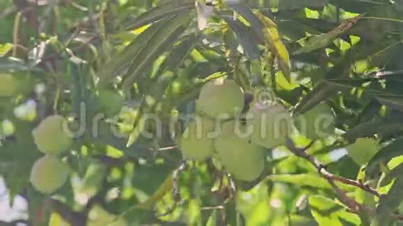 用绿色芒果从大树枝上聚焦视频的预览图