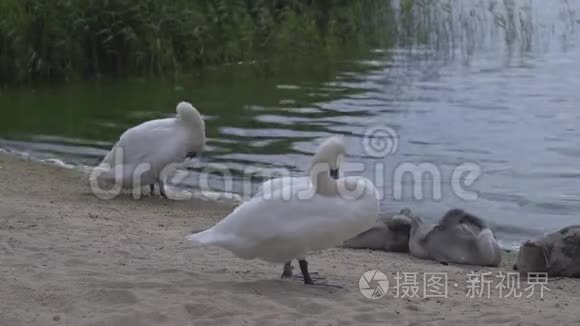 天鹅一家在欧洲湖边的海滩上视频