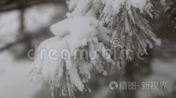 白雪覆盖着雪花飘落的树间小径视频