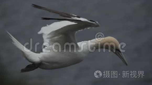 曼陀罗在灰色海洋中缓慢飞行视频